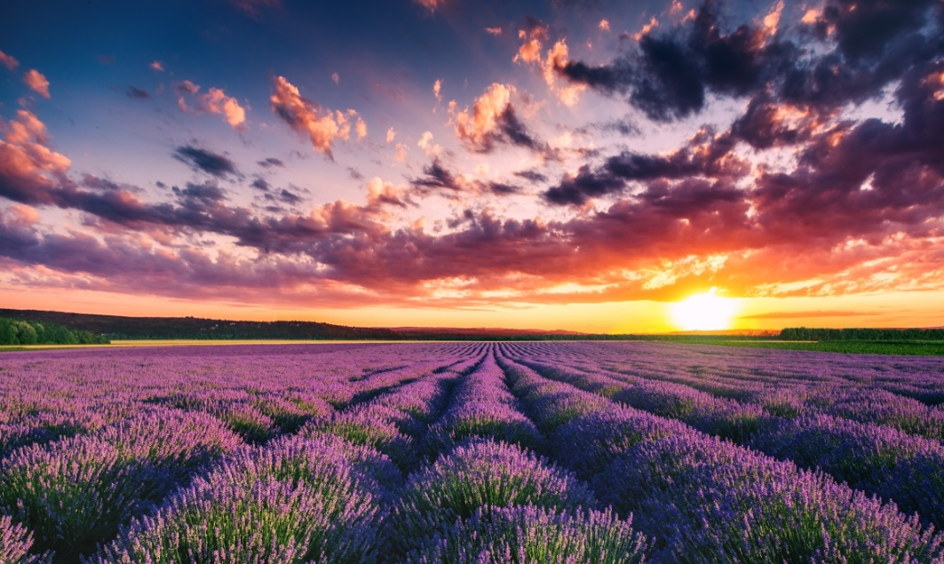 精油化學 | 芳樟醇 | 調(diào)香原料