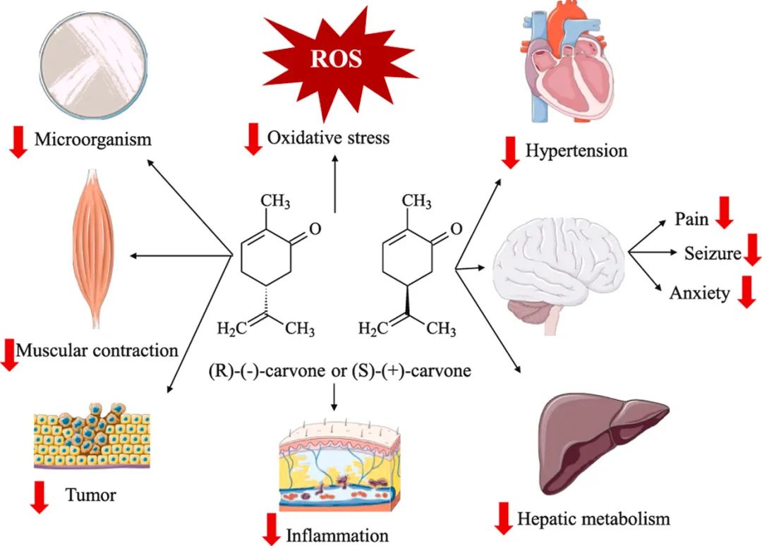 香精與香料(47)—香芹酮與葛縷子、留蘭香、蒔蘿