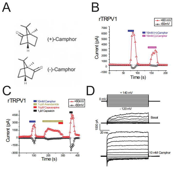 香精與香料(49)—樟腦(莰酮、龍腦酮)