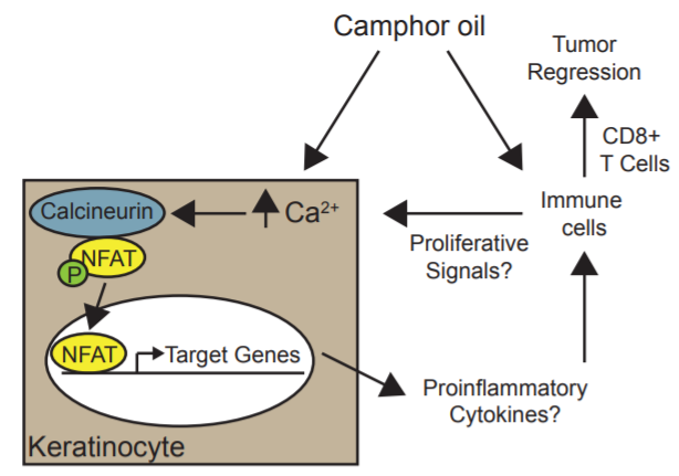 香精與香料(49)—樟腦(莰酮、龍腦酮)