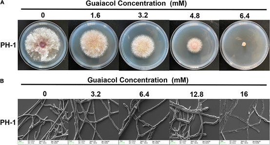 香精與香料(70)—愈創(chuàng)木酚 香精與香料(70)—愈創(chuàng)木酚