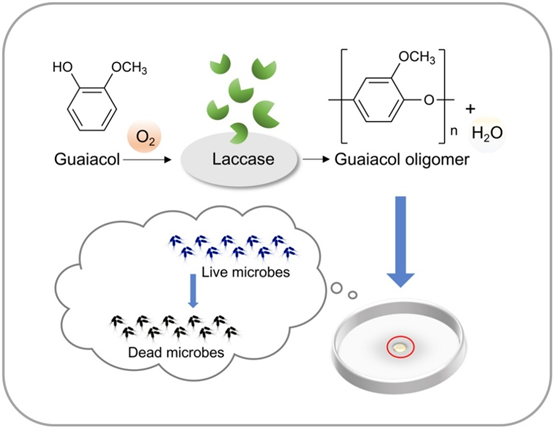 香精與香料(70)—愈創(chuàng)木酚 香精與香料(70)—愈創(chuàng)木酚