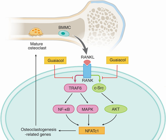 香精與香料(70)—愈創(chuàng)木酚 香精與香料(70)—愈創(chuàng)木酚