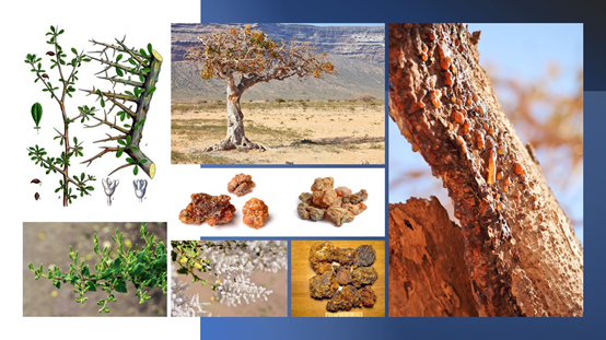 香精與香料(84)—沒藥香 香精與香料(84)—沒藥香