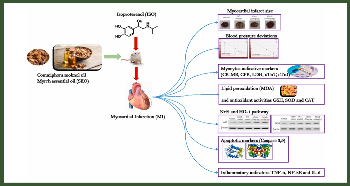 香精與香料(84)—沒藥香 香精與香料(84)—沒藥香