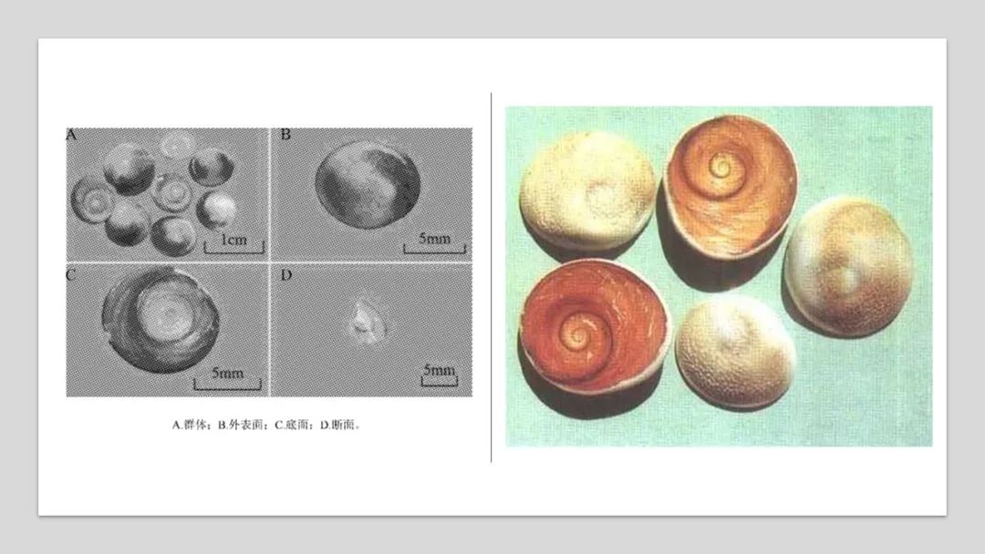 香精與香料(93)—甲香