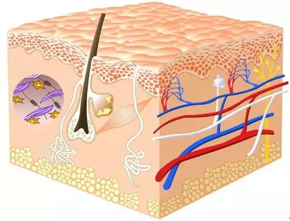 化妝品成分表中的各類成分 都有什么作用？（珍藏版）