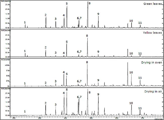 香水的香氣從何而來？