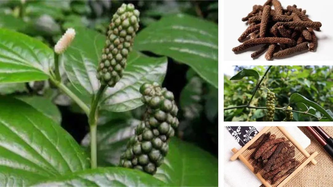 香精與香料(102)-蓽茇