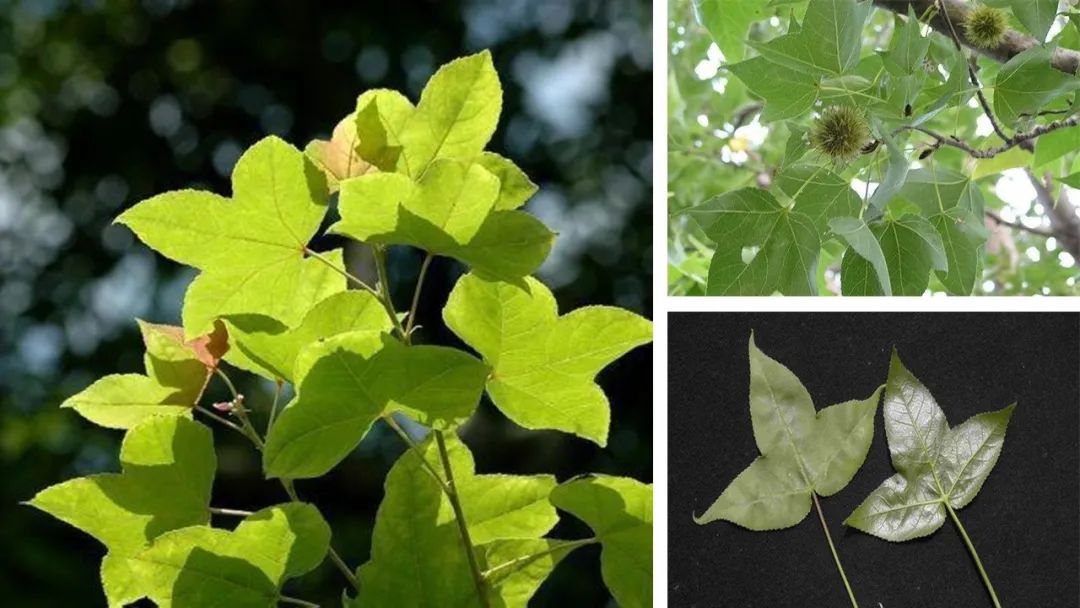 香精與香料(112)—白膠香 香精與香料(112)—白膠香