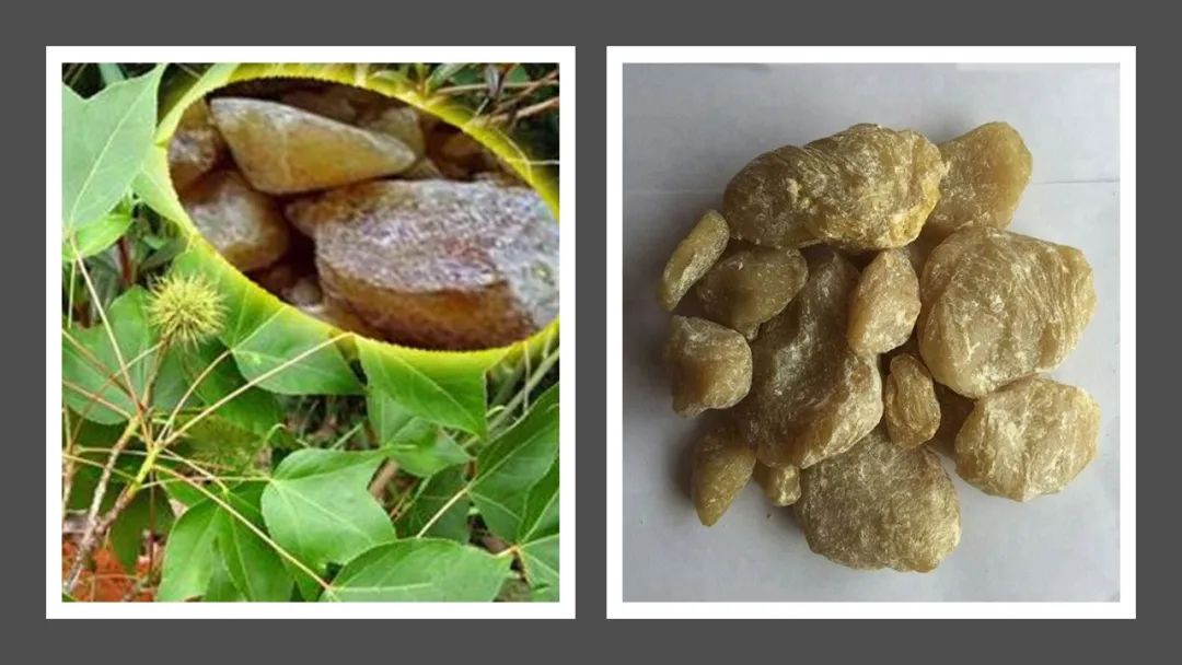 香精與香料(112)—白膠香 香精與香料(112)—白膠香