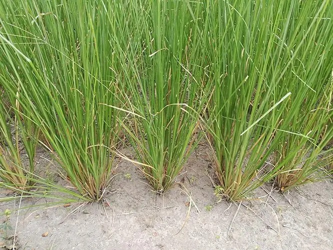 萬(wàn)能的木質(zhì)香氣—香根草 萬(wàn)能的木質(zhì)香氣—香根草