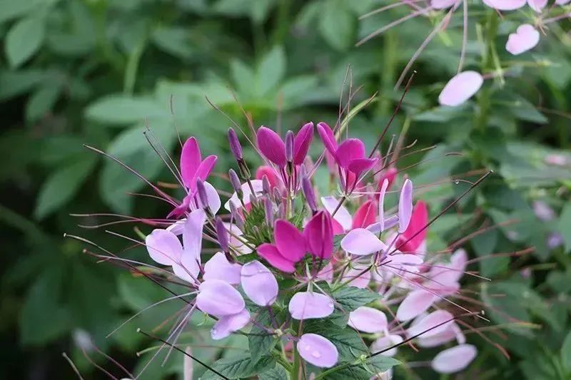 芳香療法，一個(gè)起源于5000年前的神秘學(xué)科