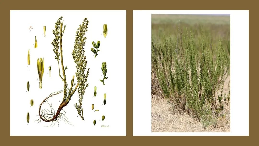 香精與香料(141)—蛔蒿 香精與香料(141)—蛔蒿