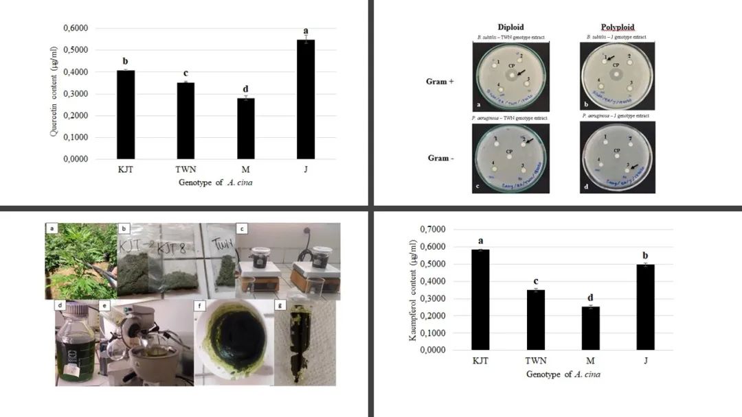 香精與香料(141)—蛔蒿 香精與香料(141)—蛔蒿