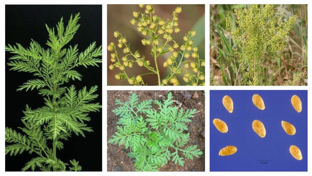 香精與香料(142)—青蒿