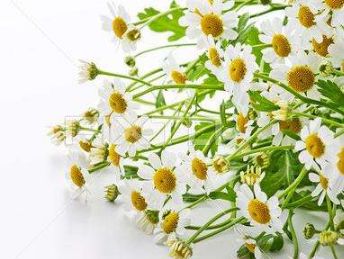 羅馬洋甘菊與德國(guó)洋甘菊精油 羅馬洋甘菊與德國(guó)洋甘菊精油