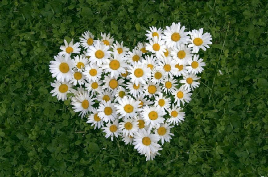 羅馬洋甘菊與德國(guó)洋甘菊精油 羅馬洋甘菊與德國(guó)洋甘菊精油