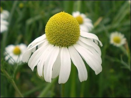 羅馬洋甘菊與德國(guó)洋甘菊精油 羅馬洋甘菊與德國(guó)洋甘菊精油