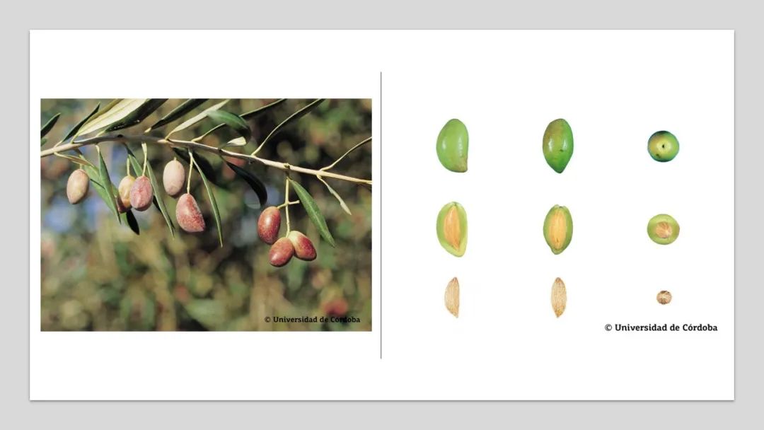 香精與香料(160)—橄欖 香精與香料(160)—橄欖