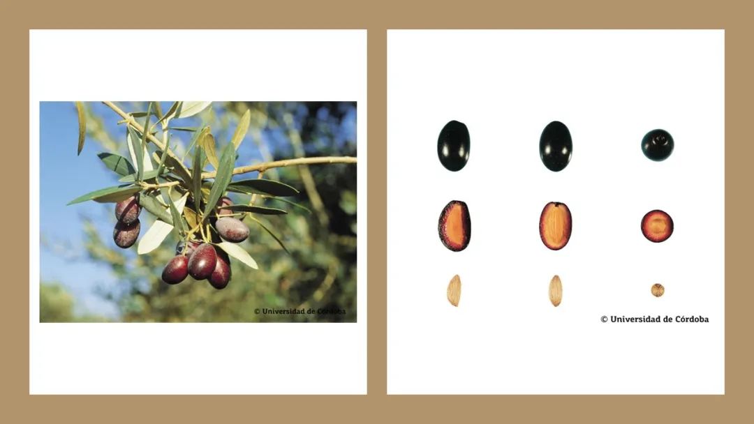 香精與香料(160)—橄欖 香精與香料(160)—橄欖