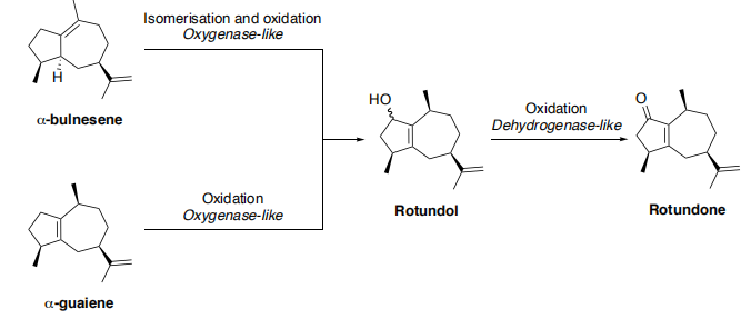 生物合成香料的化學(xué)組成、可持續(xù)性和天然性