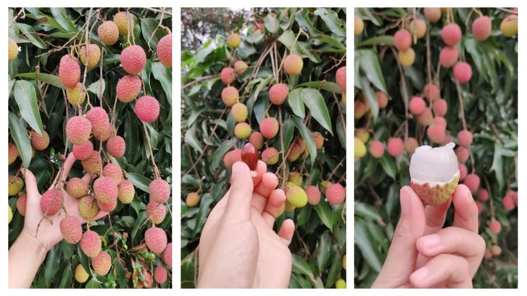 香精與香料(162)—荔枝 香精與香料(162)—荔枝