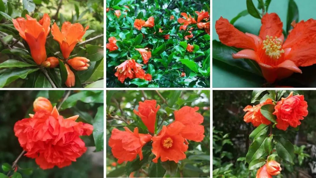 香精與香料(163)—石榴 香精與香料(163)—石榴