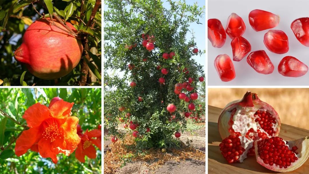 香精與香料(163)—石榴 香精與香料(163)—石榴