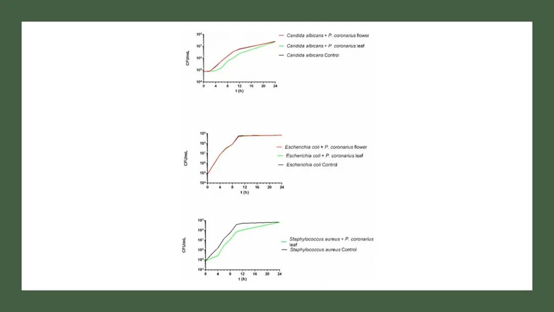 香精與香料(169)—山梅花