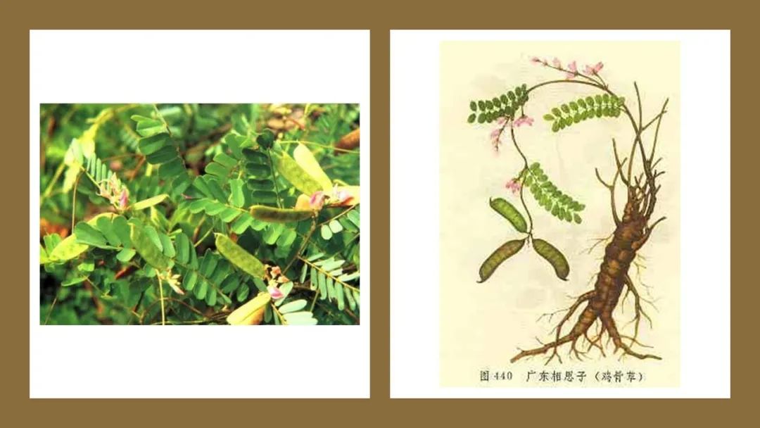 香精與香料(178)—雞骨草 香精與香料(178)—雞骨草