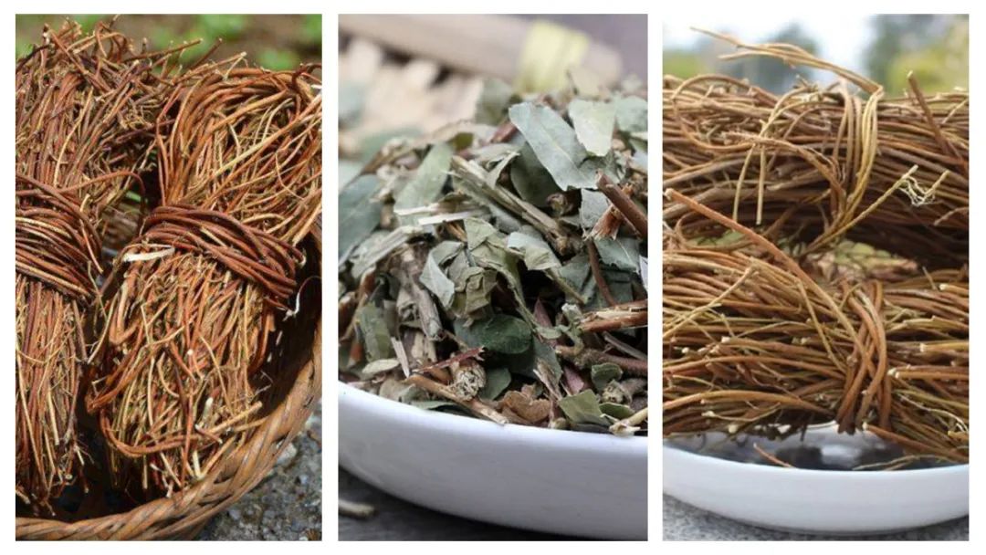 香精與香料(178)—雞骨草 香精與香料(178)—雞骨草