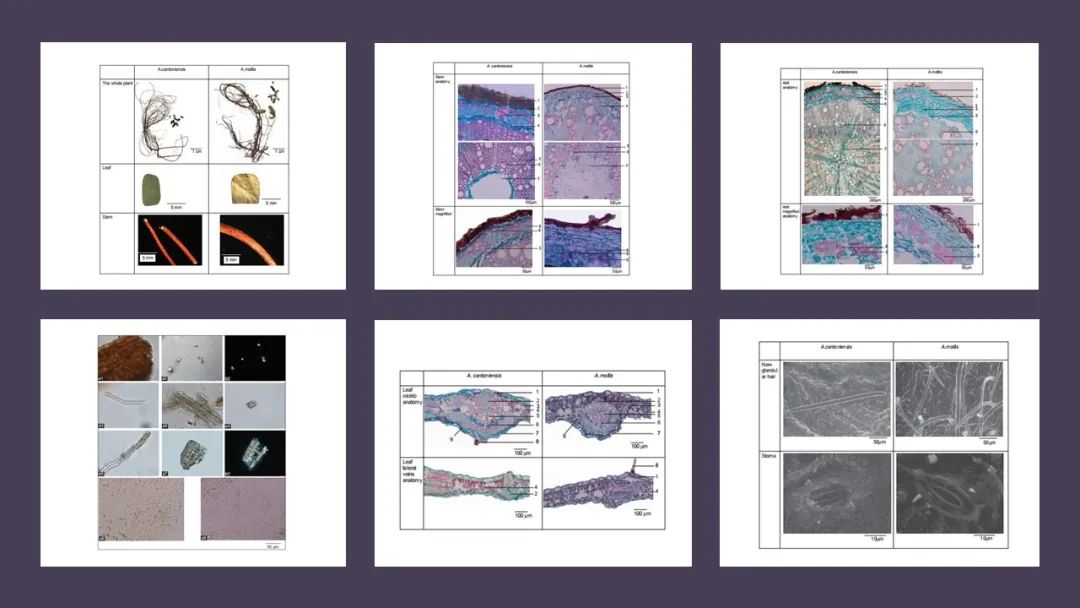 香精與香料(178)—雞骨草 香精與香料(178)—雞骨草