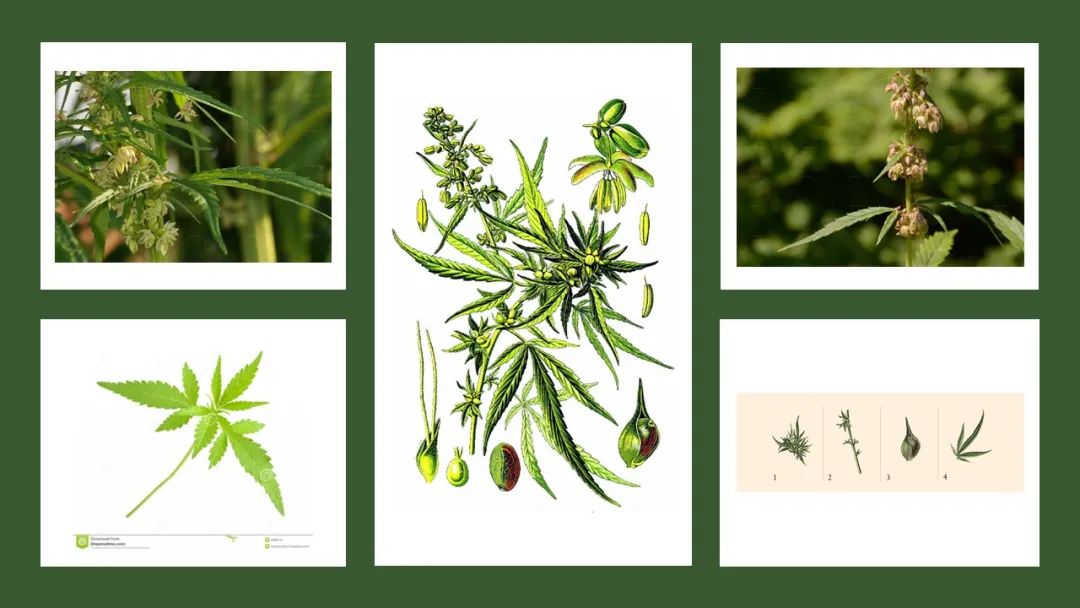 香精與香料(180)—火麻仁 香精與香料(180)—火麻仁