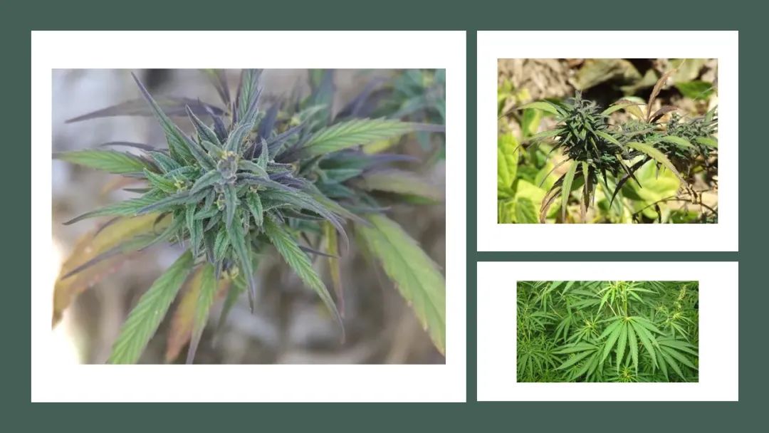 香精與香料(180)—火麻仁 香精與香料(180)—火麻仁