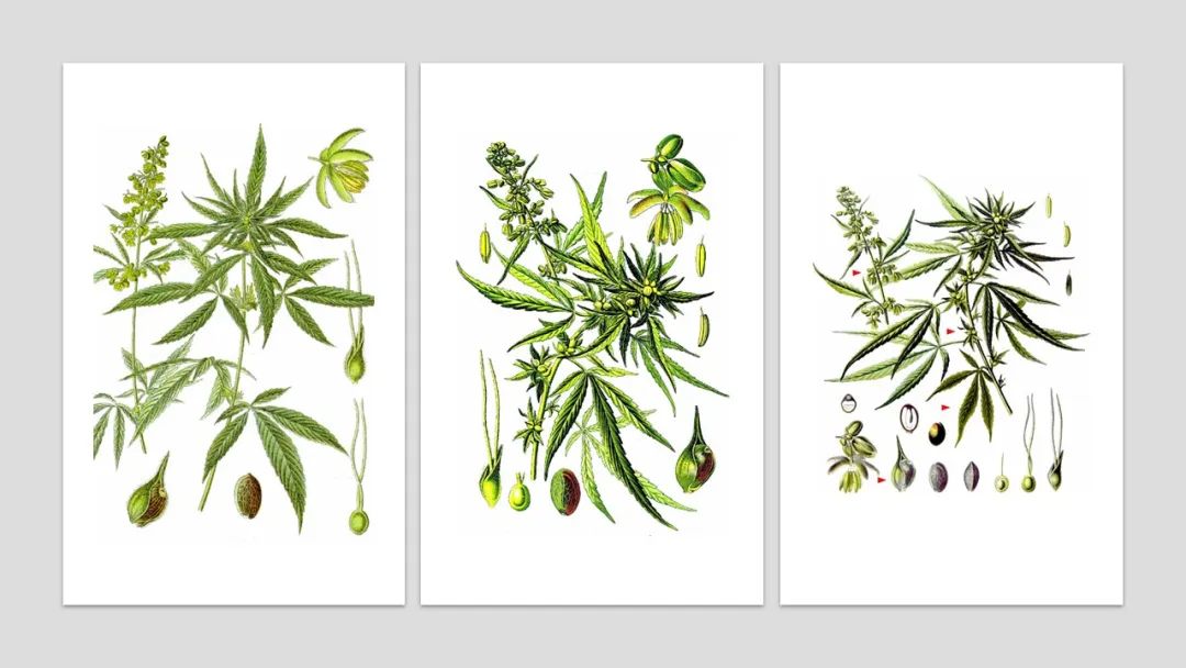 香精與香料(180)—火麻仁 香精與香料(180)—火麻仁