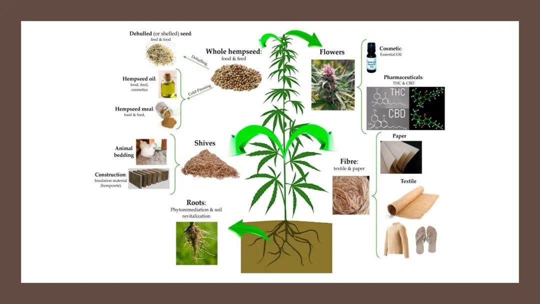 香精與香料(180)—火麻仁 香精與香料(180)—火麻仁