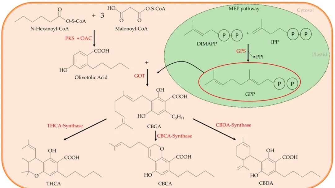 香精與香料(180)—火麻仁 香精與香料(180)—火麻仁
