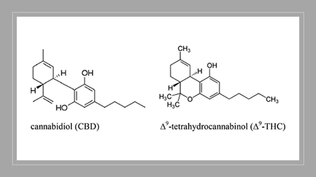 香精與香料(180)—火麻仁 香精與香料(180)—火麻仁