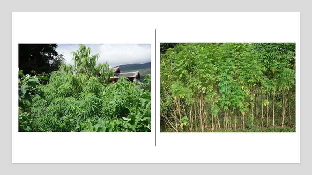 香精與香料(180)—火麻仁 香精與香料(180)—火麻仁