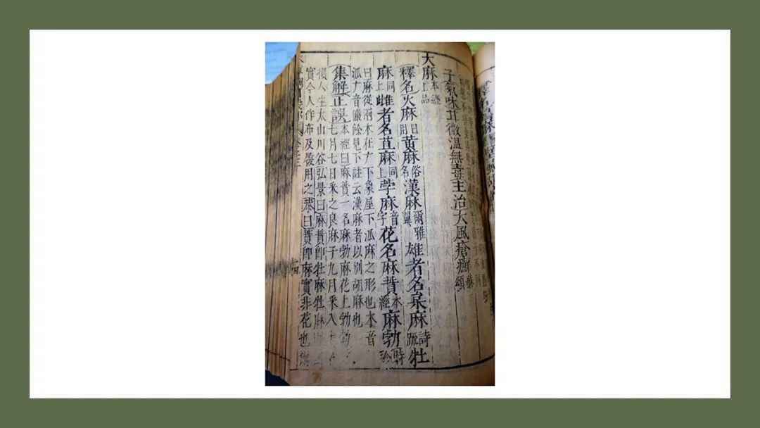 香精與香料(180)—火麻仁 香精與香料(180)—火麻仁