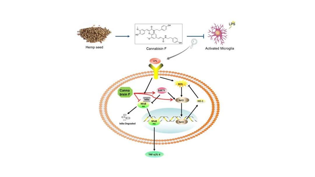 香精與香料(180)—火麻仁 香精與香料(180)—火麻仁