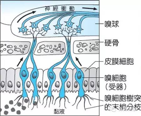 香水的背后 香水的背后