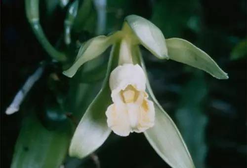 調(diào)香與經(jīng)濟(jì)效益 調(diào)香與經(jīng)濟(jì)效益