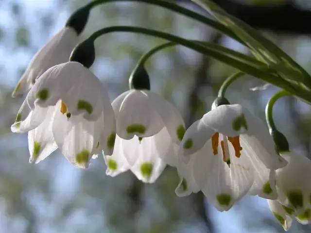 香料百科——安息香 香料百科——安息香