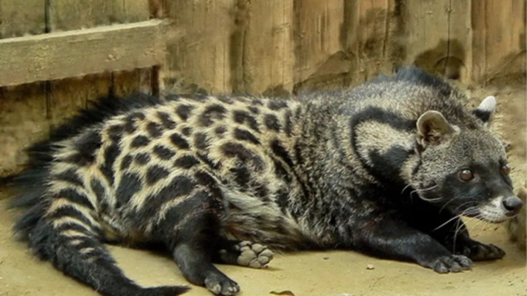 調(diào)香筆記(8)——50種常見的香水成分:氣味和起源 調(diào)香筆記(8)——50種常見的香水成分:氣味和起源