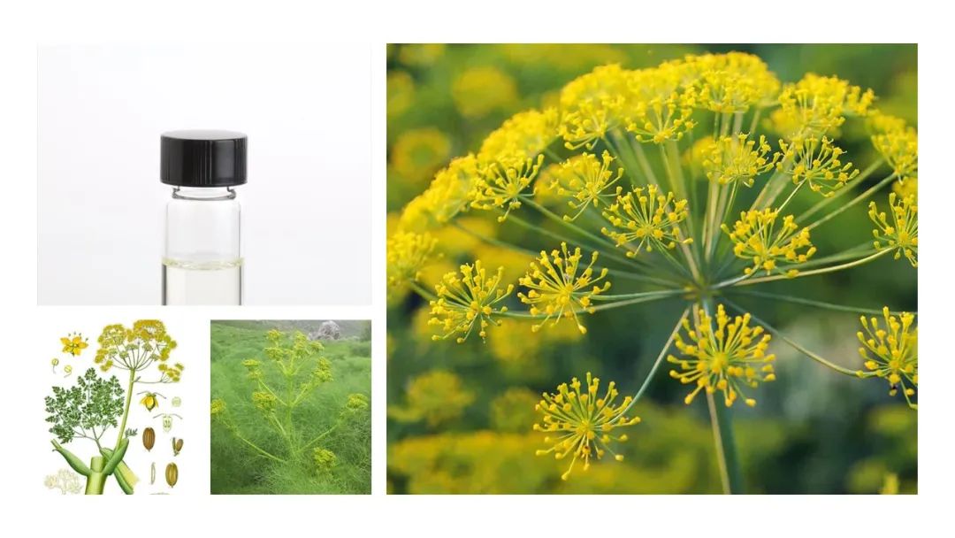 調(diào)香筆記(8)——50種常見的香水成分:氣味和起源 調(diào)香筆記(8)——50種常見的香水成分:氣味和起源