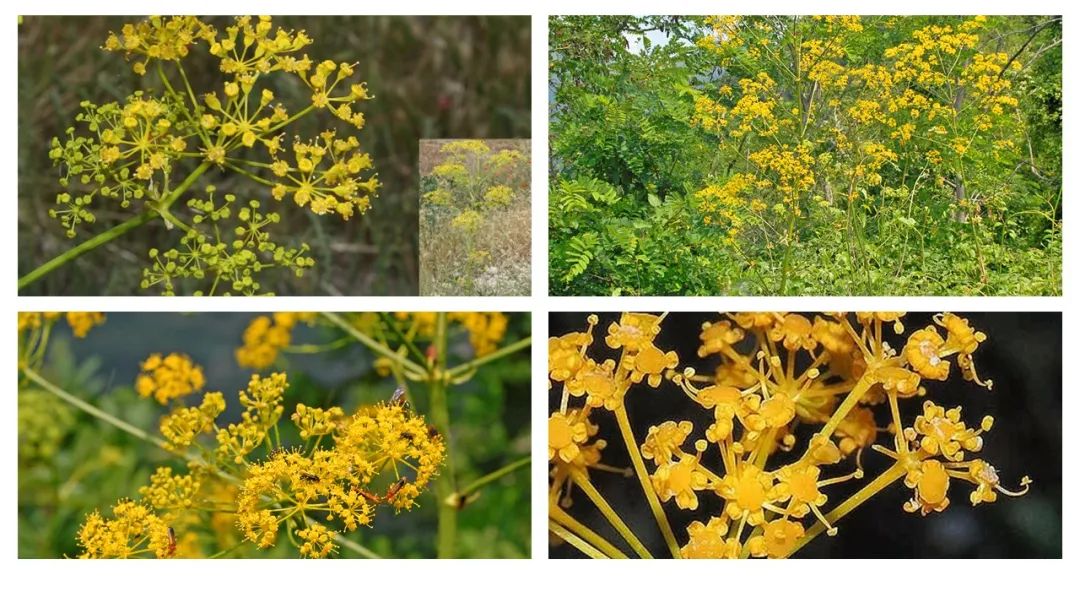 調(diào)香筆記(8)——50種常見的香水成分:氣味和起源 調(diào)香筆記(8)——50種常見的香水成分:氣味和起源