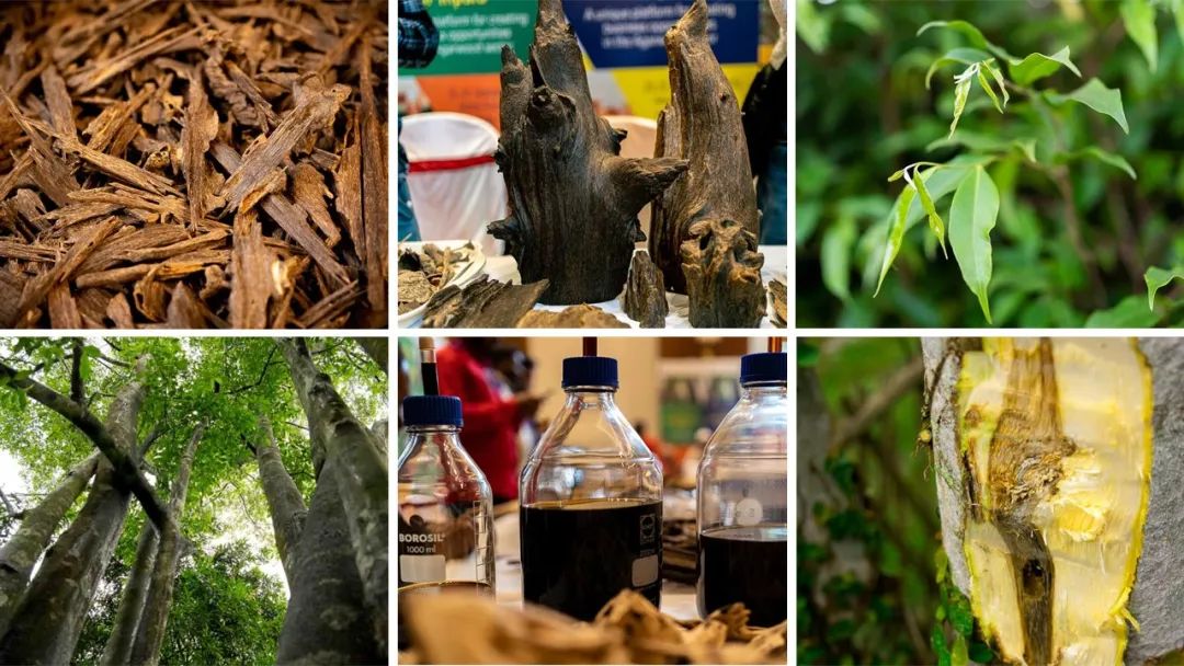 調(diào)香筆記(8)——50種常見的香水成分:氣味和起源 調(diào)香筆記(8)——50種常見的香水成分:氣味和起源