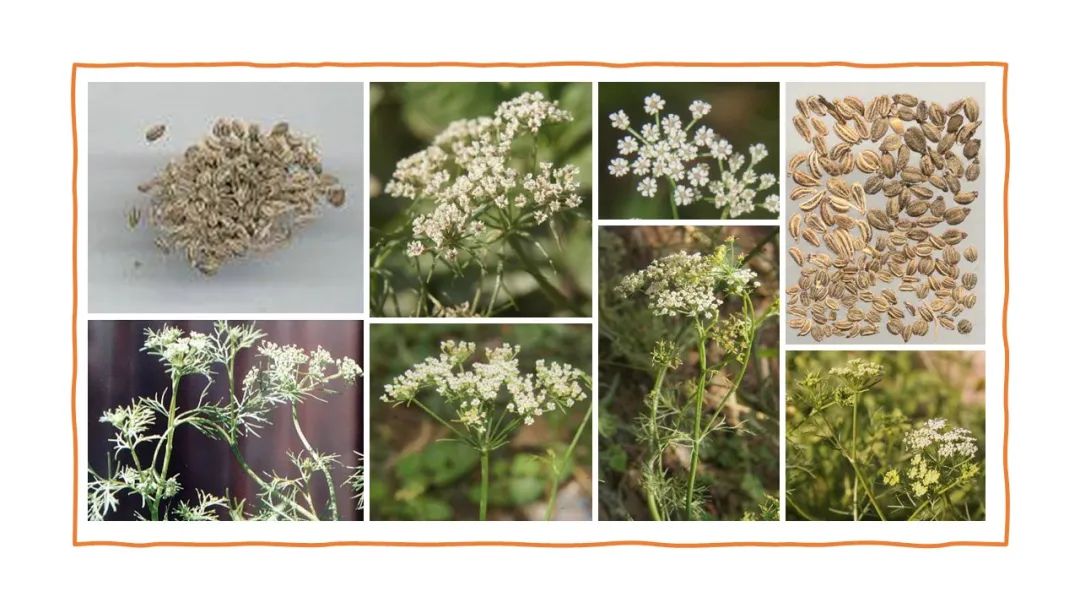 世界地理香料索引(2)——Geographic Spice Index(2) 世界地理香料索引(2)——Geographic Spice Index(2)